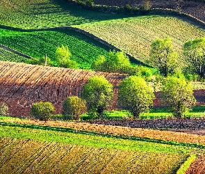 Drzewa, Wiosna, Ponidzie, Polska, Niecka Nidziańska, Pola