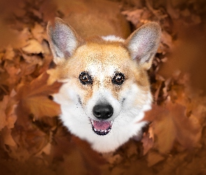 Welsh corgi pembroke, Pysk, Uszy, Liście, Pies
