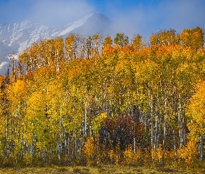 Góry, Kolorado, Las Drzewa, Stany Zjednoczone, Topole osikowe, Jesień, San Juan Mountains, Przełęcz, Dallas Divide
