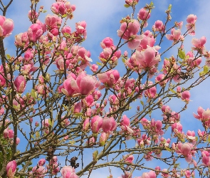 Wiosna, Niebo, Gałązki, Magnolia, Różowe, Kwiaty