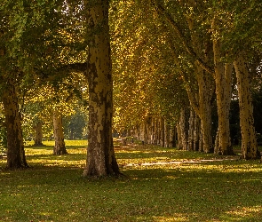 Lato, Dzień, Drzewa, Park, Trawa, Słoneczny
