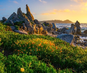 Półwysep Monterey, Kalifornia, Skały, Zatoka Carmel, Kwiaty Stany Zjednoczone, Morze, Łąka