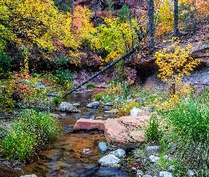 Szlak, Arizona, Rośliny, Stany Zjednoczone, Drzewa, Kamienie, West Fork Oak Creek, Rzeka, Skały