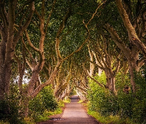 Hrabstwo Antrim, Buki, Droga, Irlandia Północna, Drzewa, Aleja bukowa, Dark Hedges