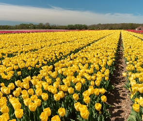 Plantacja, Drzewa, Tulipany, Żółte, Pole