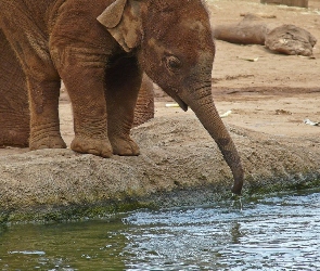 Słoń, Woda, Trąba
