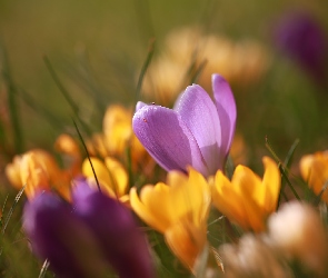 Krokus, Krokusy, Muszka, Kwiaty, Fioletowy
