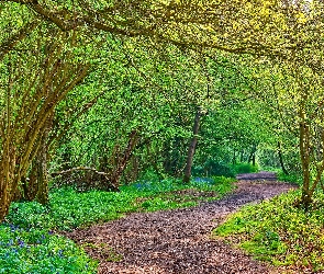 Las, Bedford, Park, Anglia, Clapham Park Wood, Dzwonki, Drzewa, Droga, Kwiaty