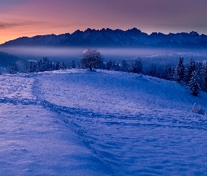 Drzewa, Polska, Góry Tatry, Las, Zima
