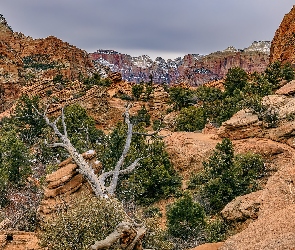 Utah, Skały, Góry, Park Narodowy Zion, Stany Zjednoczone