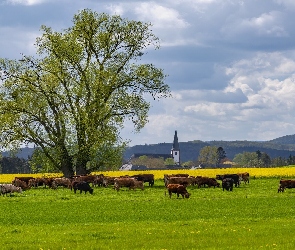 Niemcy, Dolina Wittlicha, Łąka, Drzewo, Krowy, Kościół
