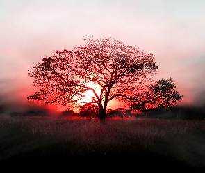 Słońce, Drzewo, Czerwone