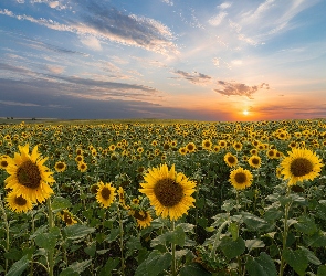 Lato, Zachód słońca, Kwiaty, Pole, Słoneczniki, Niebo