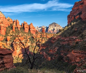Arizona, Drzewo, Skały, Sedona, Stany Zjednoczone