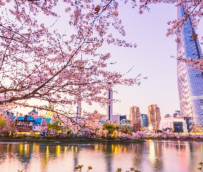 Seul, Jezioro, Korea Południowa, Lotte World Tower, Gałęzie, Drapacz chmur, Drzewo, Okwiecone