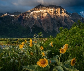Góra, Alberta, Kwiaty, Kanada, Park Narodowy Waterton Lakes, Białe, Jezioro, Chmury, Żółte