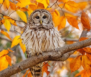 Liście, Żółte, Puszczyk, Sowa, Konar, Gałęzie