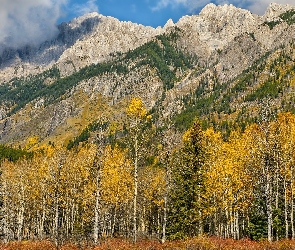 Jesień, Park Narodowy Banff, Drzewa, Kanada, Topole osikowe, Mount Ishbel, Góry, Sawback Range, Góra
