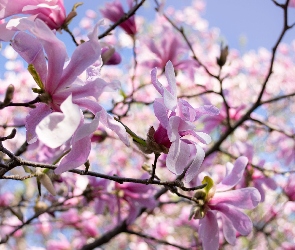 Płatki, Wiosna, Kwiaty, Różowe, Magnolia