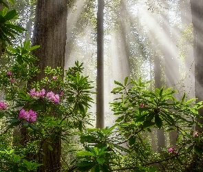 Kalifornia, Sekwoje, Stany Zjednoczone, Drzewa, Różanecznik, Park Narodowy Redwood, Kwiaty, Przebijające światło