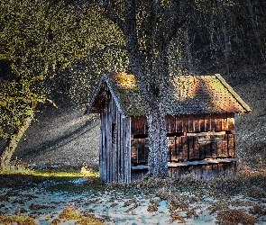 Szopa, Śnieg, Drzewa, Las, Zima