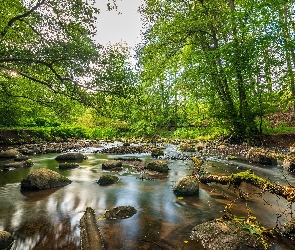 Drzewa, Kamienie, Rzeka, Strumień, Las