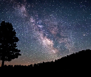 Drzewo, Noc, Gwiazdy