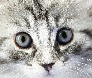 Oczy, Wąsy, Kot