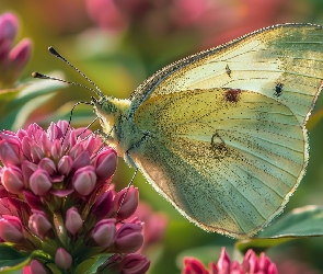 Bielinek kapustnik, Grafika, Światło, Kwiaty, Motyl