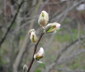 Magnolia, Rozkwitająca