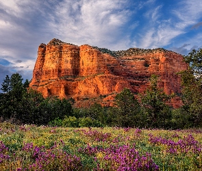Góra, Arizona, Kwiaty, Stany Zjednoczone, Hrabstwo Yavapai, Łąka, Skała, Courthouse Butte, Drzewa