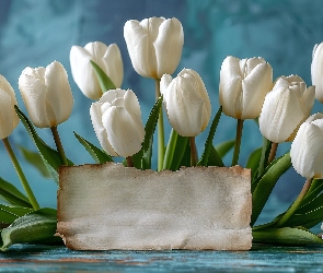Tulipany, Tło, Niebieskie, Kartka, Białe