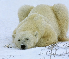 Niedźwiedź, śnieg, biały