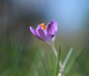 Mrówka, Kwiat, Fioletowy, Krokus