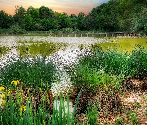 Kwiaty, Trawa, Staw, Park, Drzewa, Kępki
