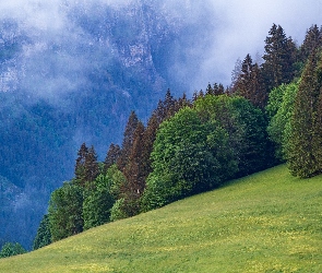 Las, Drzewa, Mgła, Góry, Zbocze, Stok