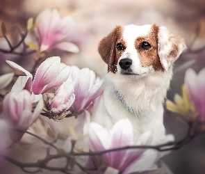 Płochacz, Magnolie, Kwiaty, Spojrzenie, Pies