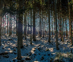 Drzewa, Śnieg, Promienie, Słońce, Las