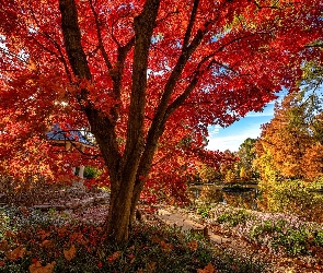 Jesień, Liście, Staw, Park, Klon, Drzewa