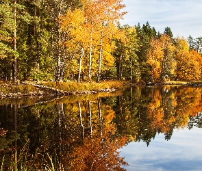 Drzewa, Jesień, Odbicie, Jezioro, Las