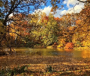 Drzewa, Kaczki, Staw, Park, Jesień