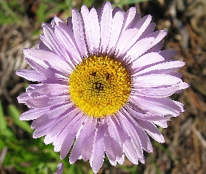 Rurkowate, Kwiaty, Aster, Żółte