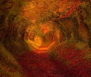 Droga, Jesień, Drzewa, Tunel, Las