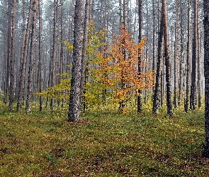 Drzewa, Wysokie, Jesień, Las
