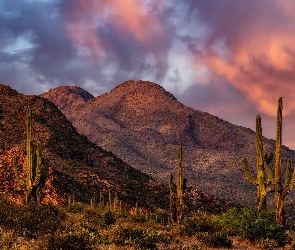 Stany Zjednoczone, Park Narodowy Saguaro, Chmury, Arizona, Pustynia, Góry, Sonora, Kaktusy, Zachód słońca, Saguaro