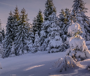Ośnieżone, Las, Śnieg, Drzewa, Zima