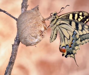 Motyl, Paź królowej, Gałązka