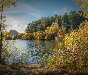 Liście, Pożółkłe, Staw, Jesień, Szuwary, Drzewa