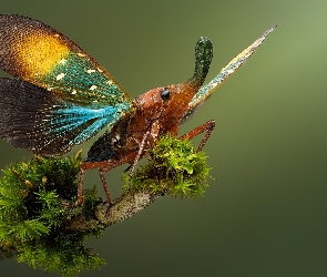 Pyrops gunjii, Gałązka, Skrzydła, Kolorowe, Owad