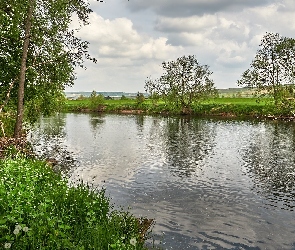 Drzewa, Niemcy, Bretzenheim, Trawa, Rzeka Nahe